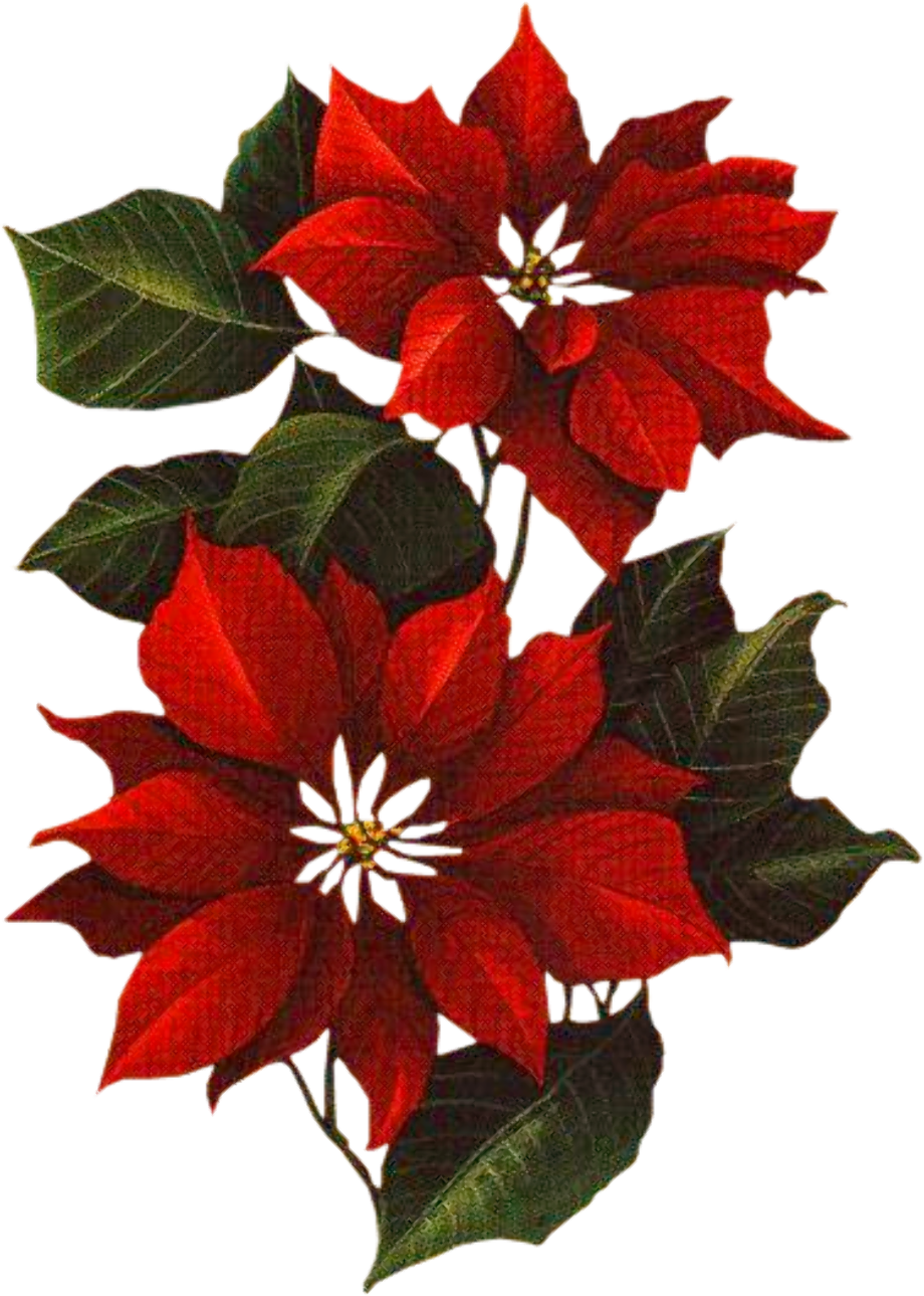 Download High Quality poinsettia clipart noel Transparent PNG Images