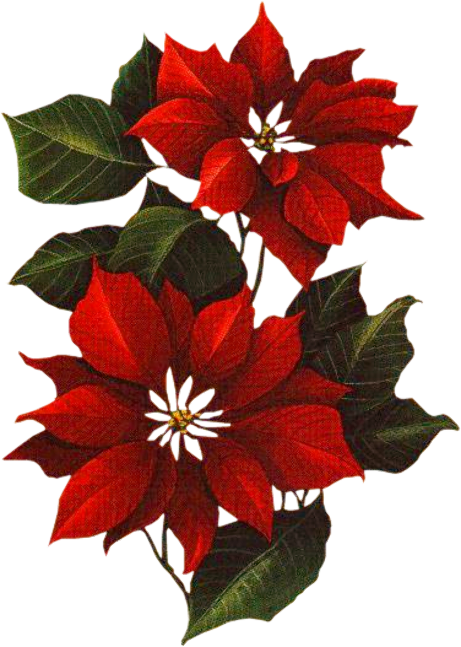 Download High Quality poinsettia clipart noel Transparent PNG Images - Art Prim clip arts 2019