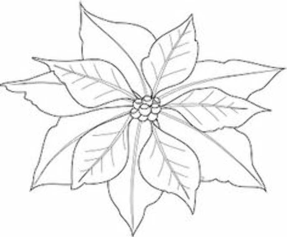 Download High Quality poinsettia clipart outline Transparent PNG Images