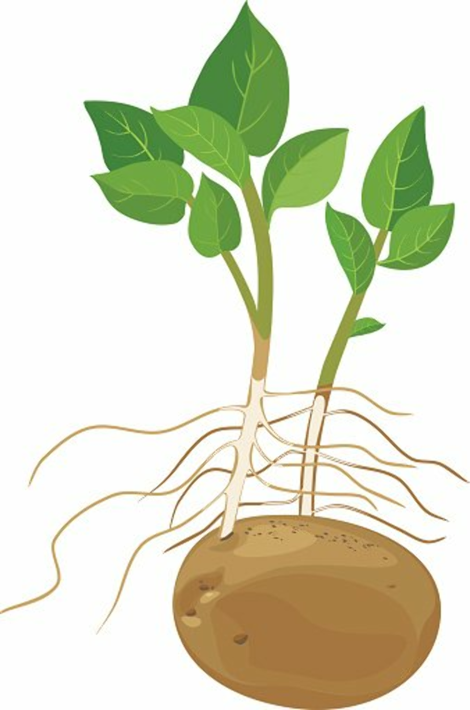potato clipart plant