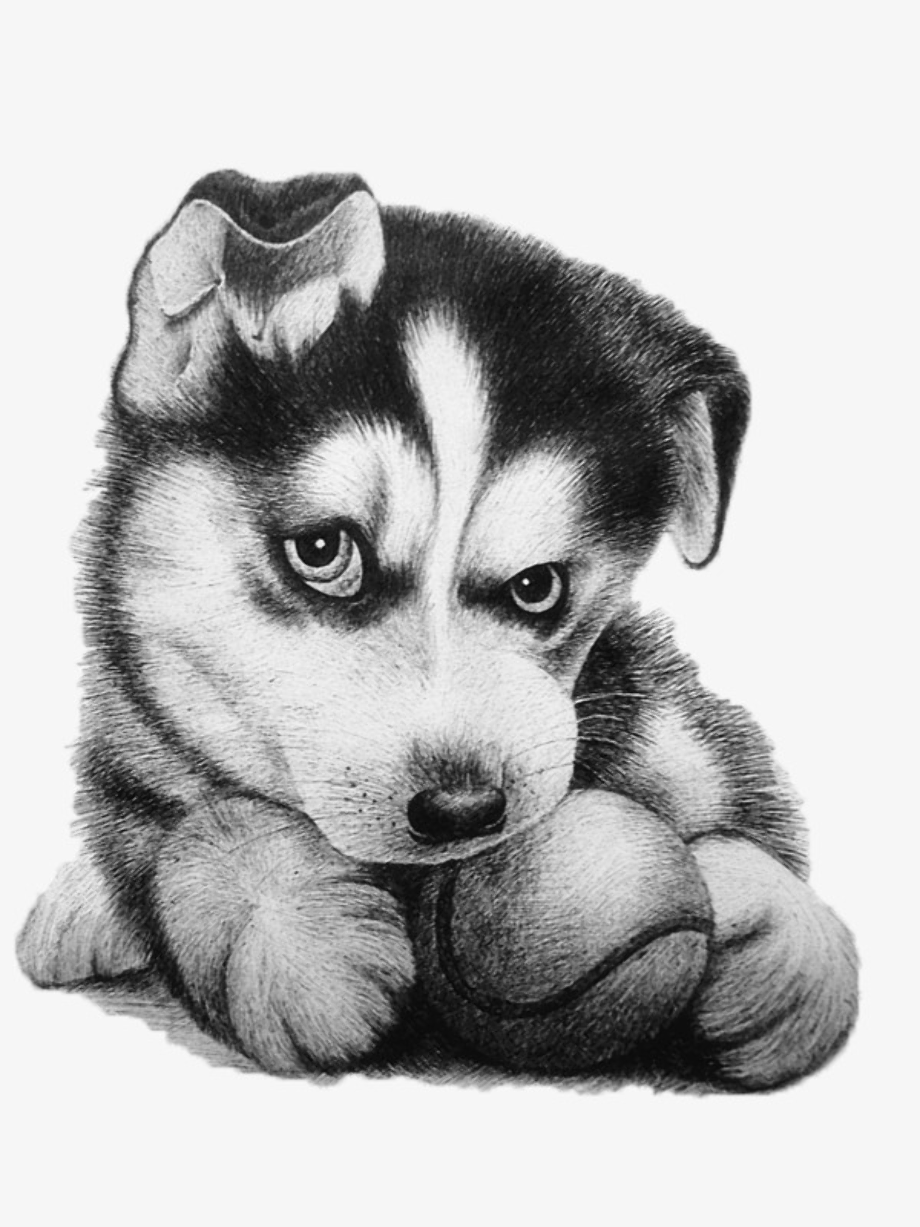 Download High Quality puppy clipart husky Transparent PNG Images - Art