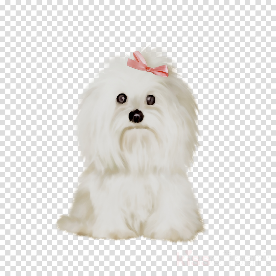 Download High Quality puppy clipart maltese Transparent PNG Images