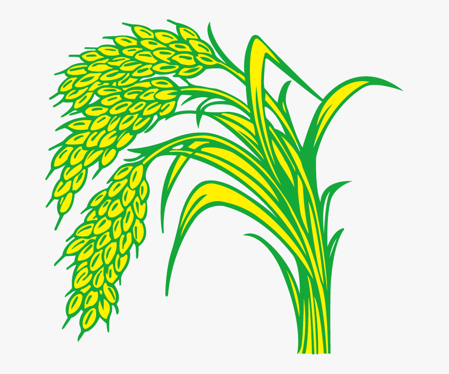 rice clipart paddy