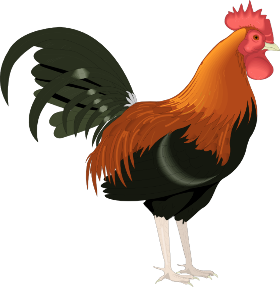 Download High Quality rooster clipart animated Transparent PNG Images