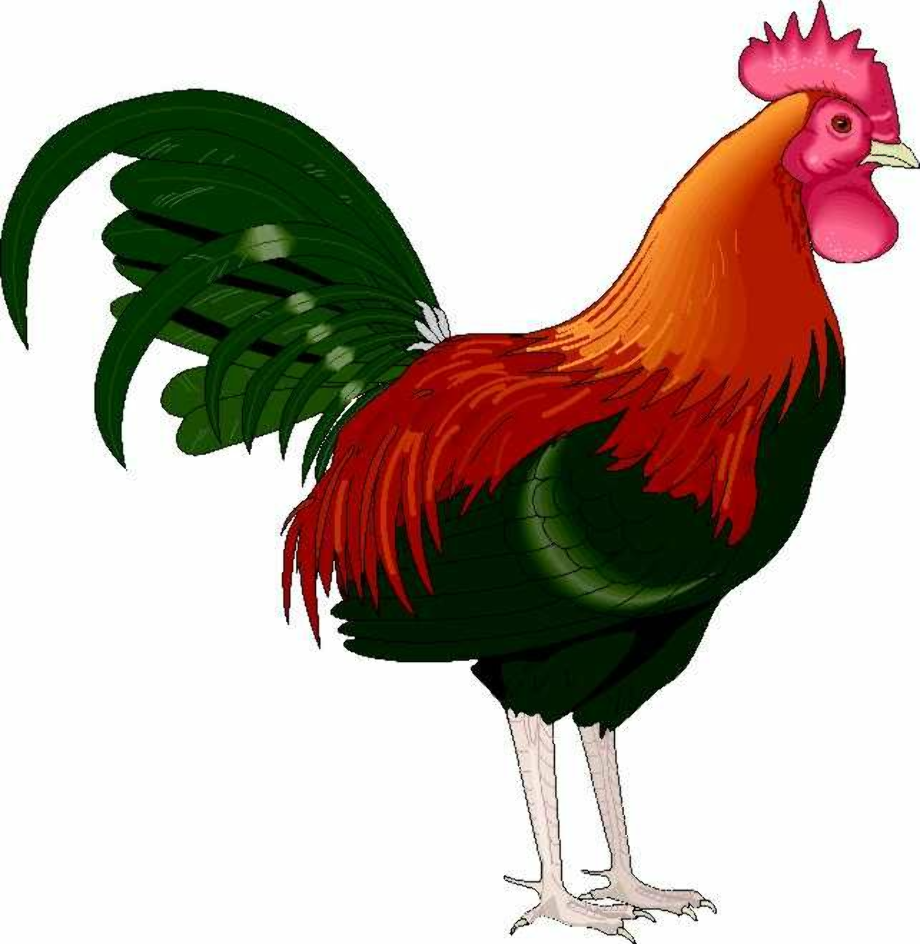 Download High Quality rooster clipart de colores Transparent PNG Images ...