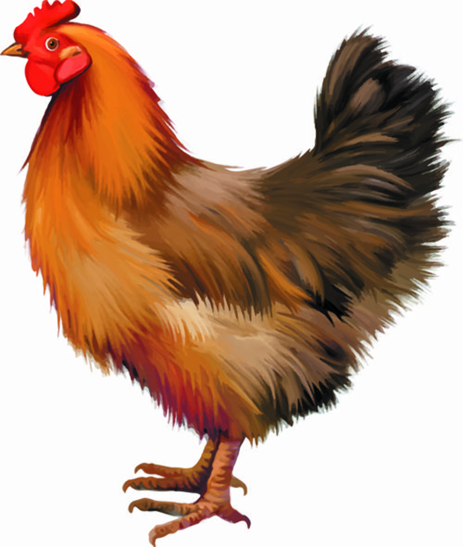 rooster clipart realistic