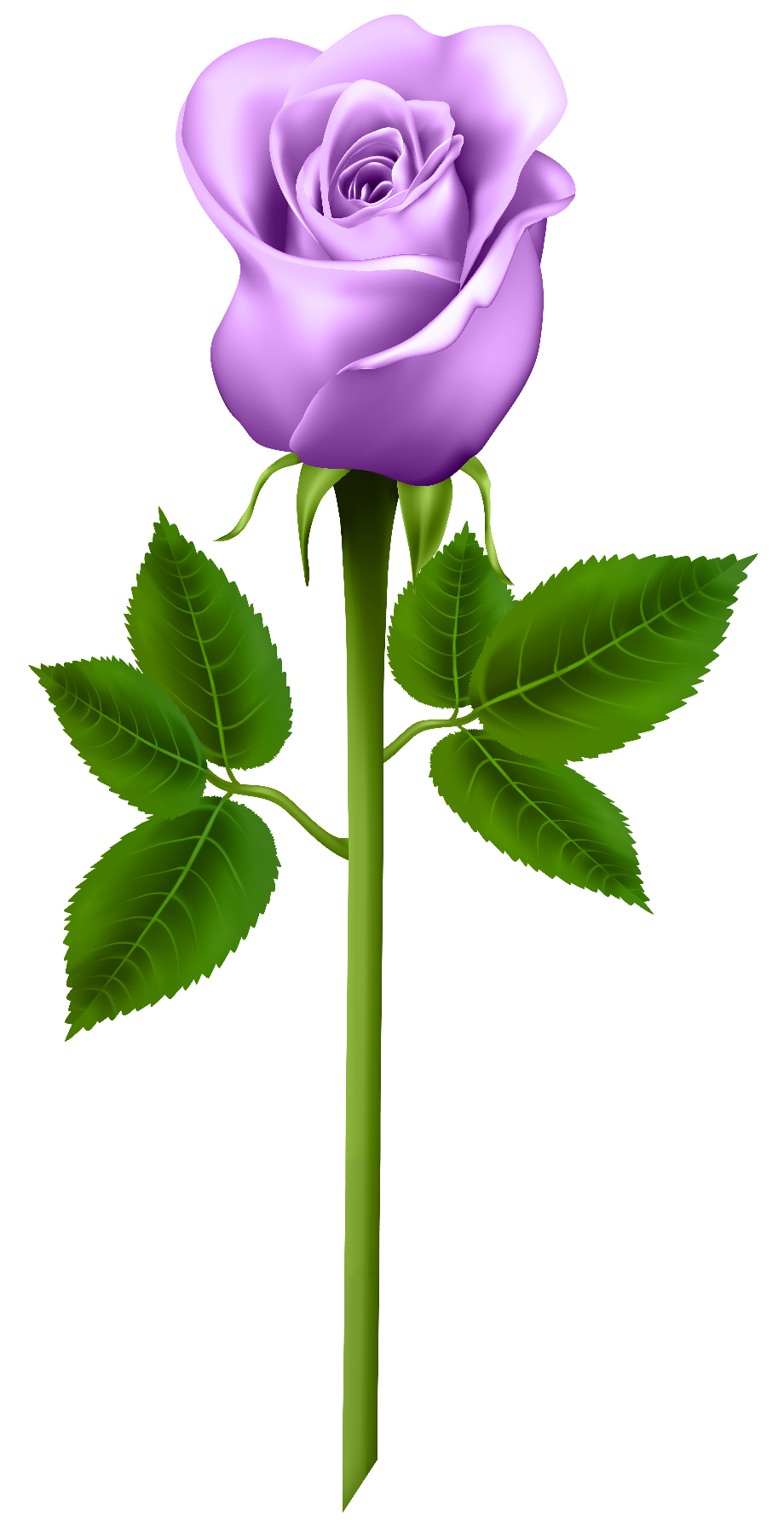 roses clipart purple