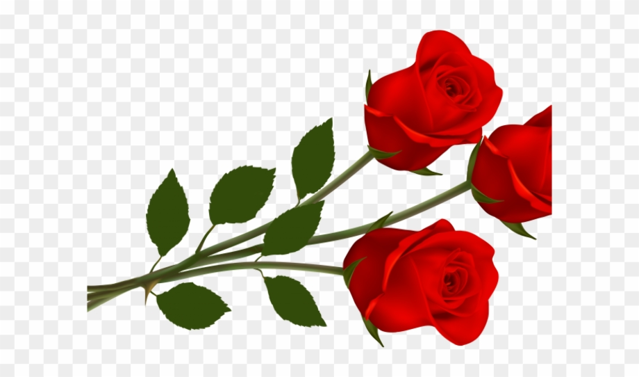 transparent rose clipart