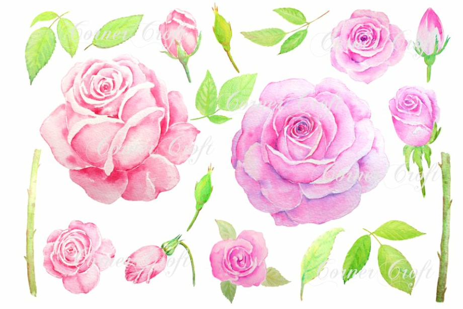roses clipart watercolor