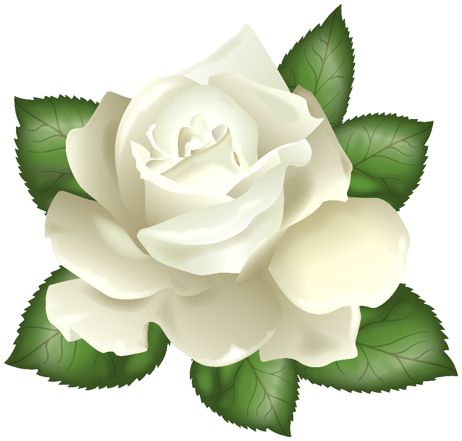 transparent rose white