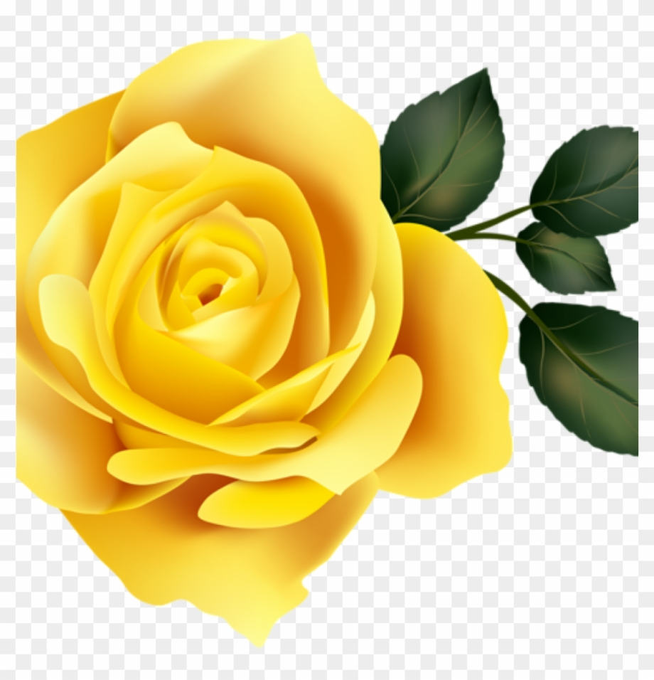 rose clipart yellow
