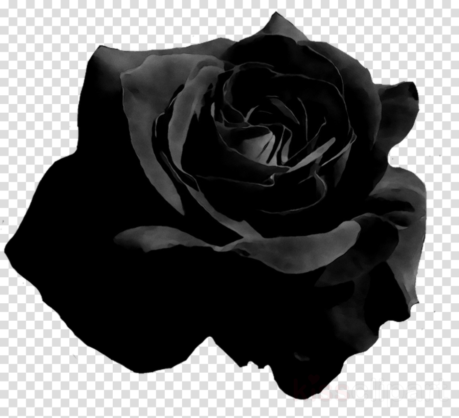 rose transparent black