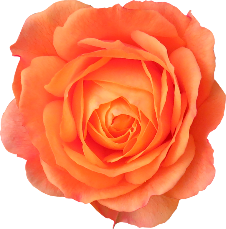 rose transparent orange