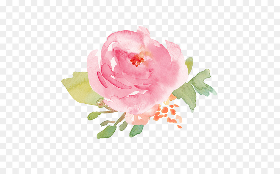 rose transparent watercolor