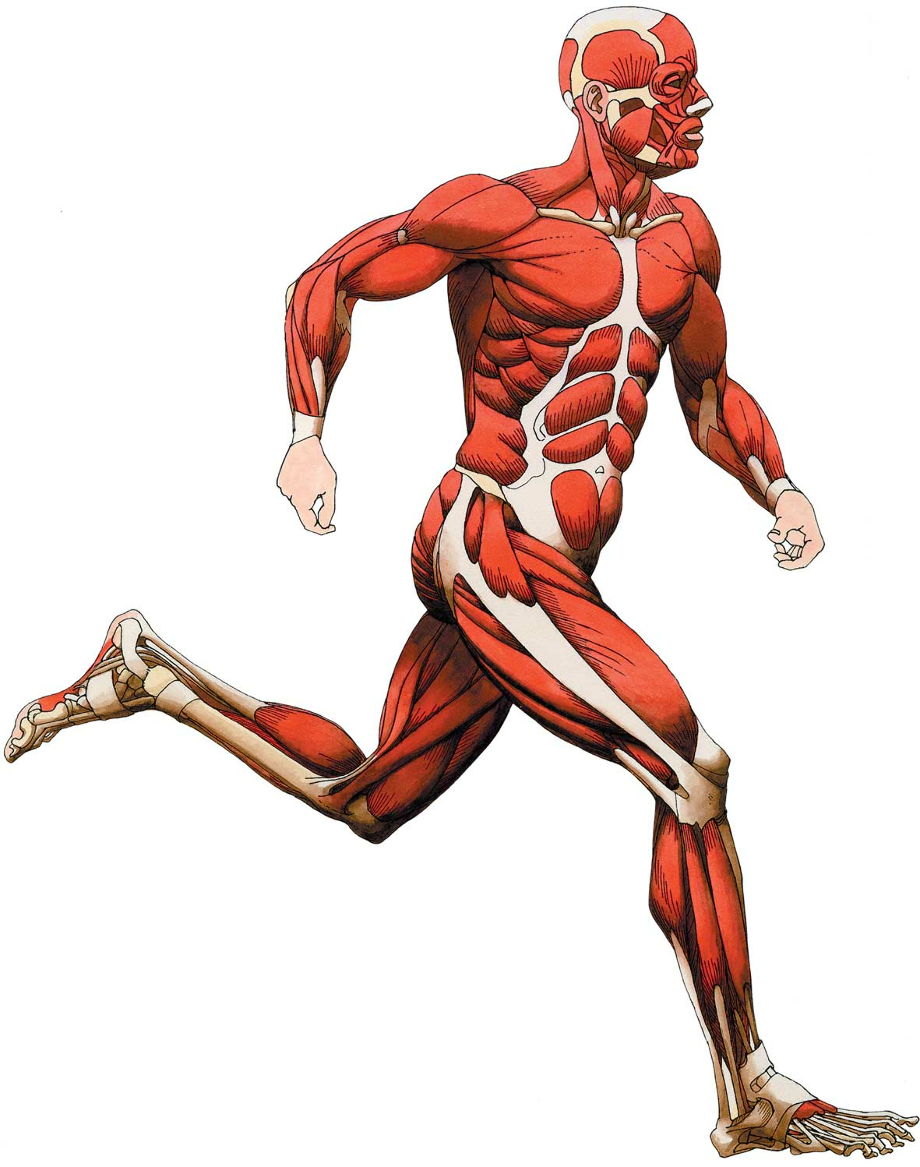 running clipart muscular