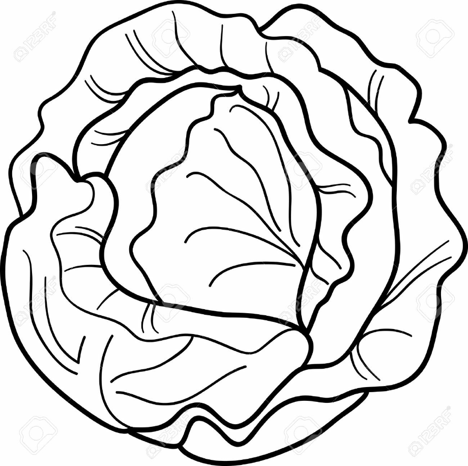 lettuce clipart drawing