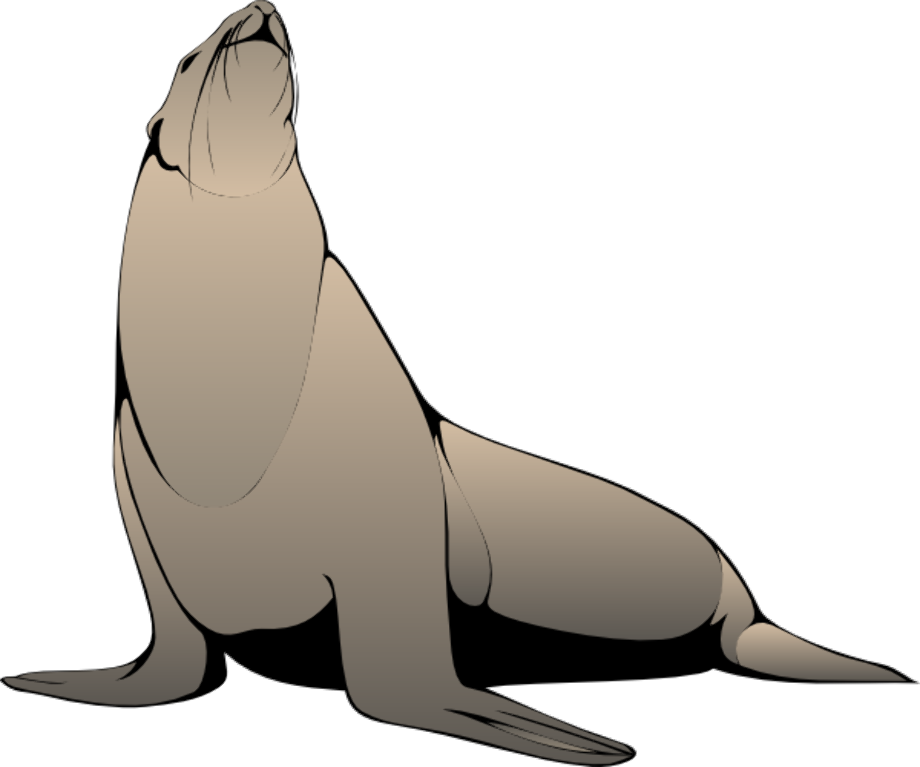 Download High Quality seal clipart sea lion Transparent PNG Images