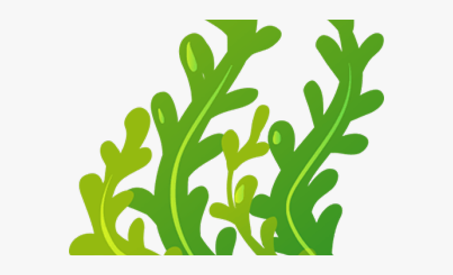 seaweed clipart transparent background