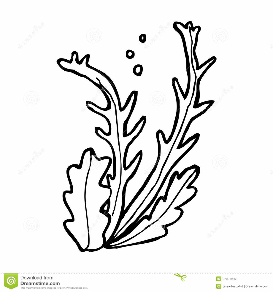 Seaweed Kelp Algas Colorear Alga Marinas Algae Lineart Ultra Rumput ...