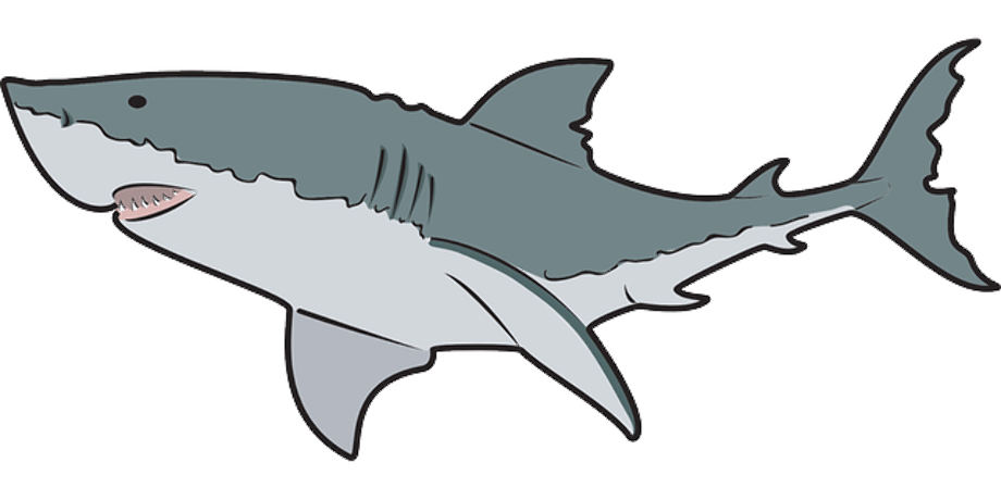 ocean clipart shark