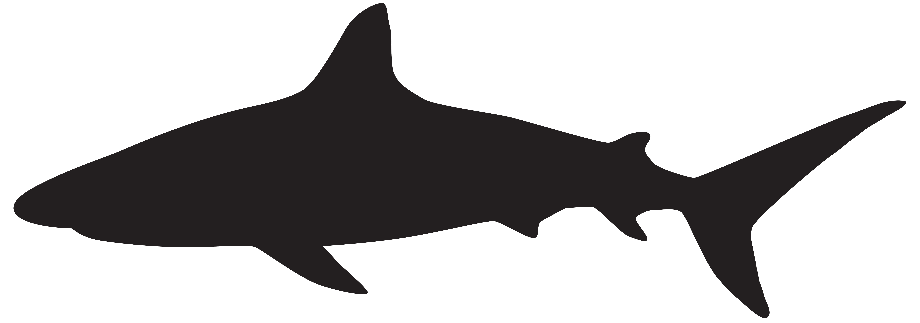 Download High Quality shark clipart high resolution Transparent PNG ...
