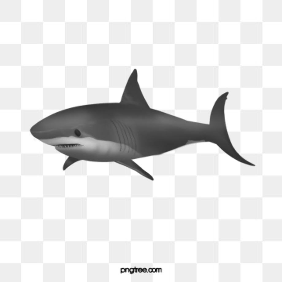 shark clipart realistic