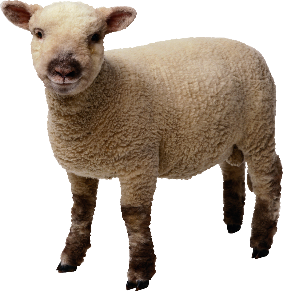 lamb clipart realistic