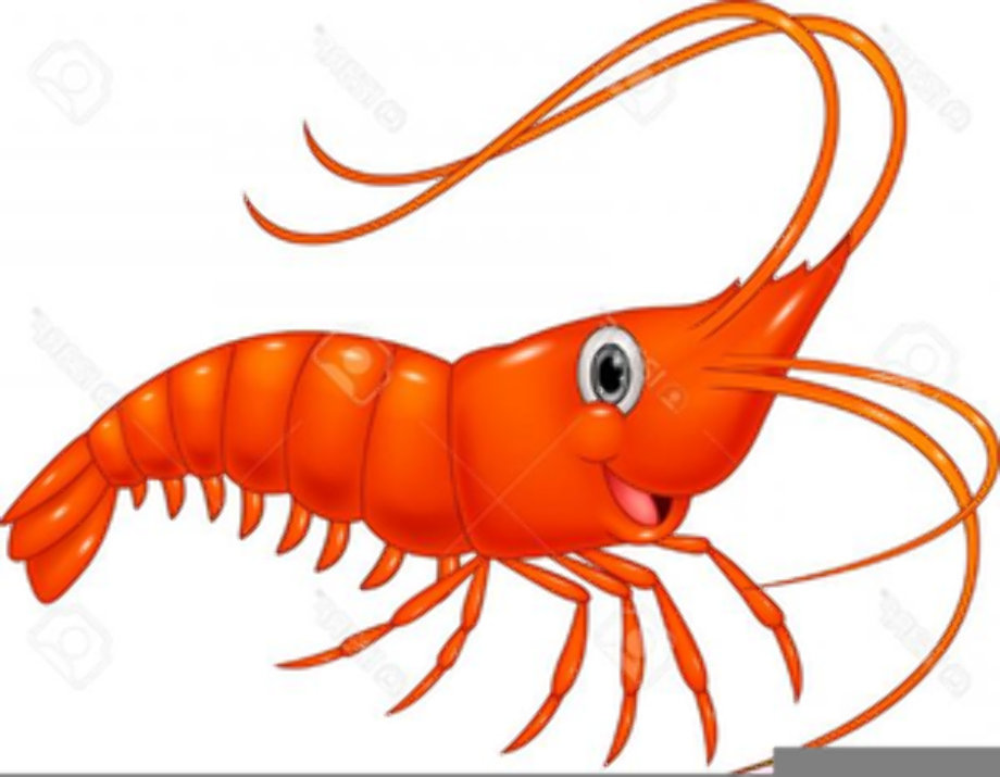 Download High Quality shrimp clipart Transparent PNG Images - Art Prim