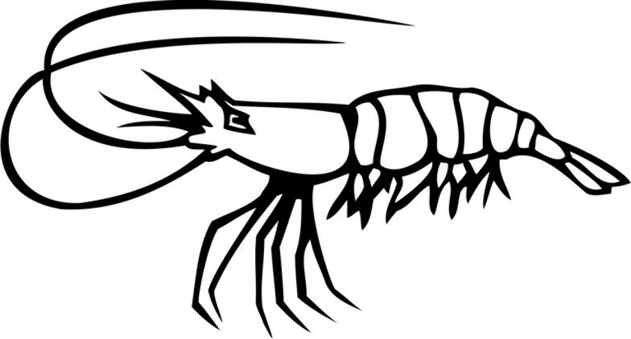 shrimp clipart outline