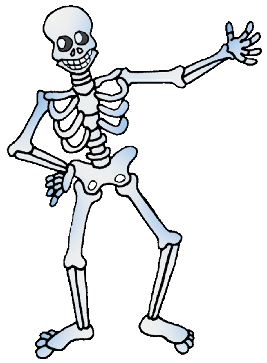 Download High Quality skeleton clipart skeletal system Transparent PNG