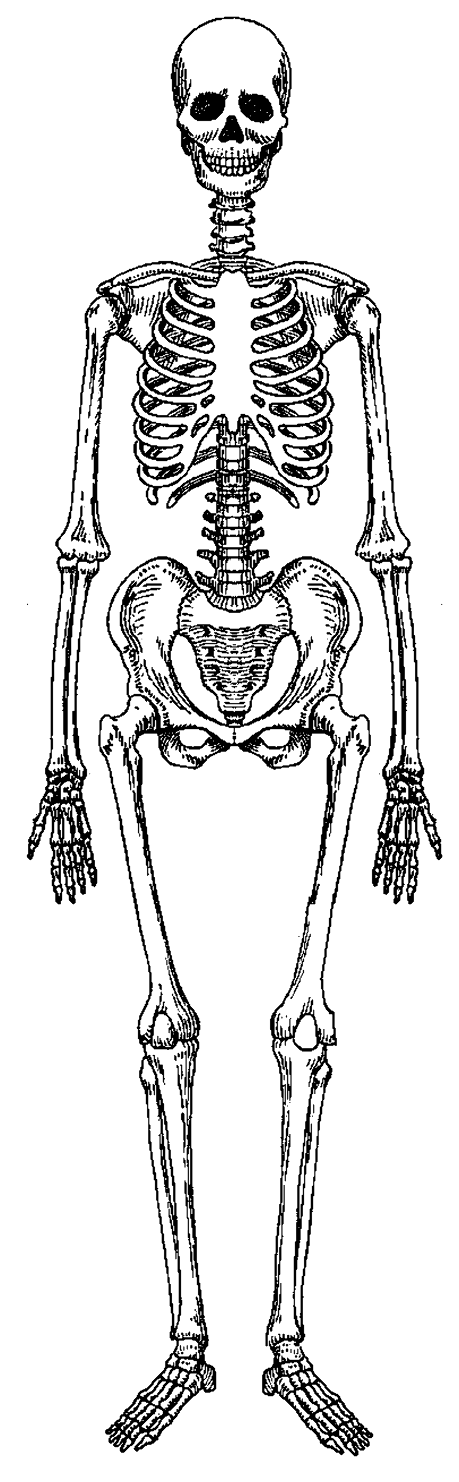 Download High Quality skeleton clipart skeletal system Transparent PNG ...