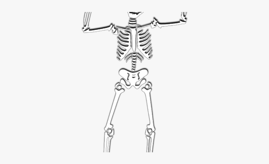 Download High Quality skeleton clipart vector Transparent PNG Images