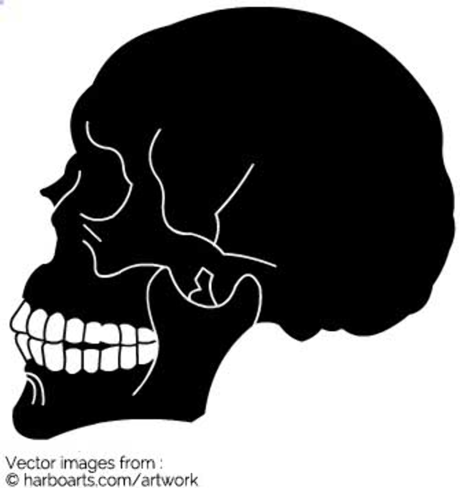 Download High Quality Skull Clipart Side Transparent Png Images Art