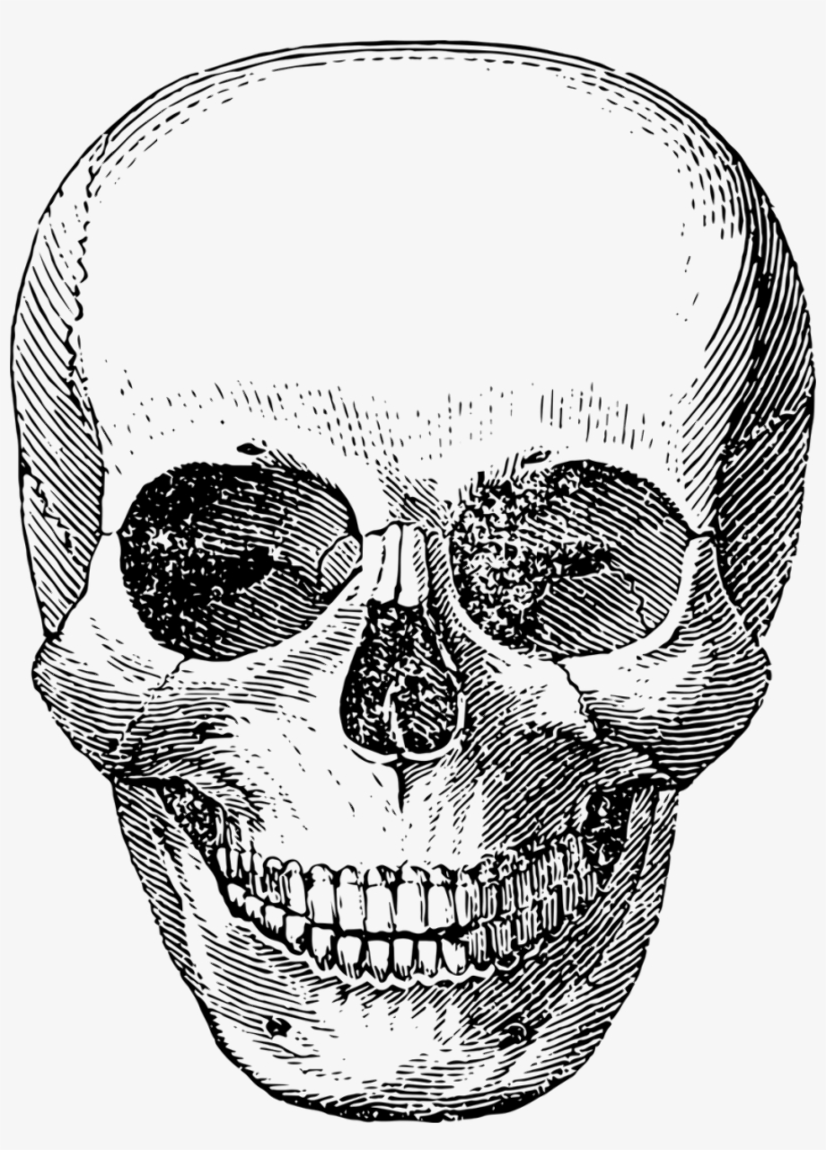 skull transparent aesthetic