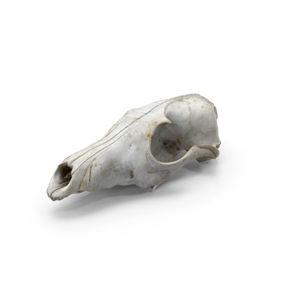skull transparent animal
