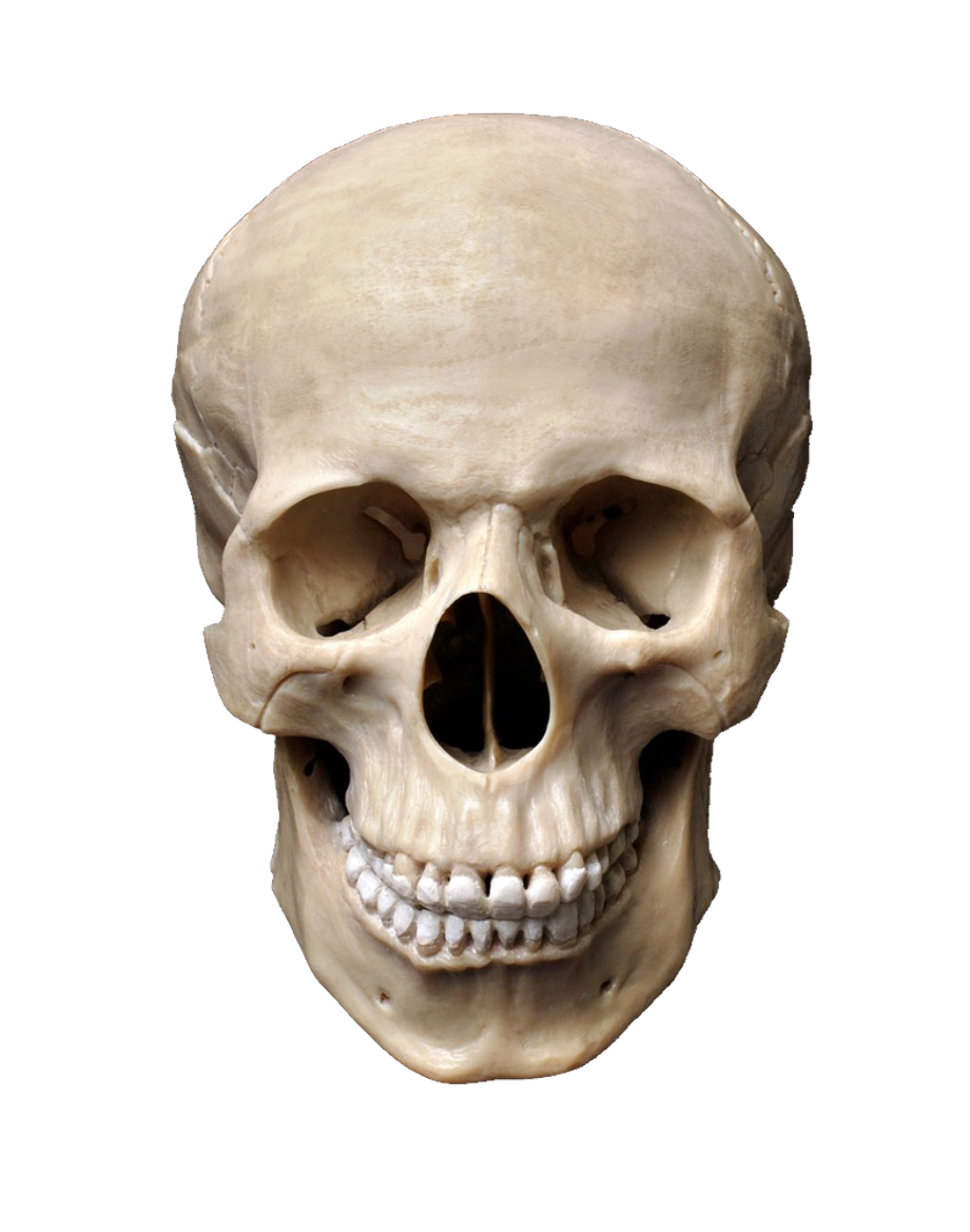 skull transparent human