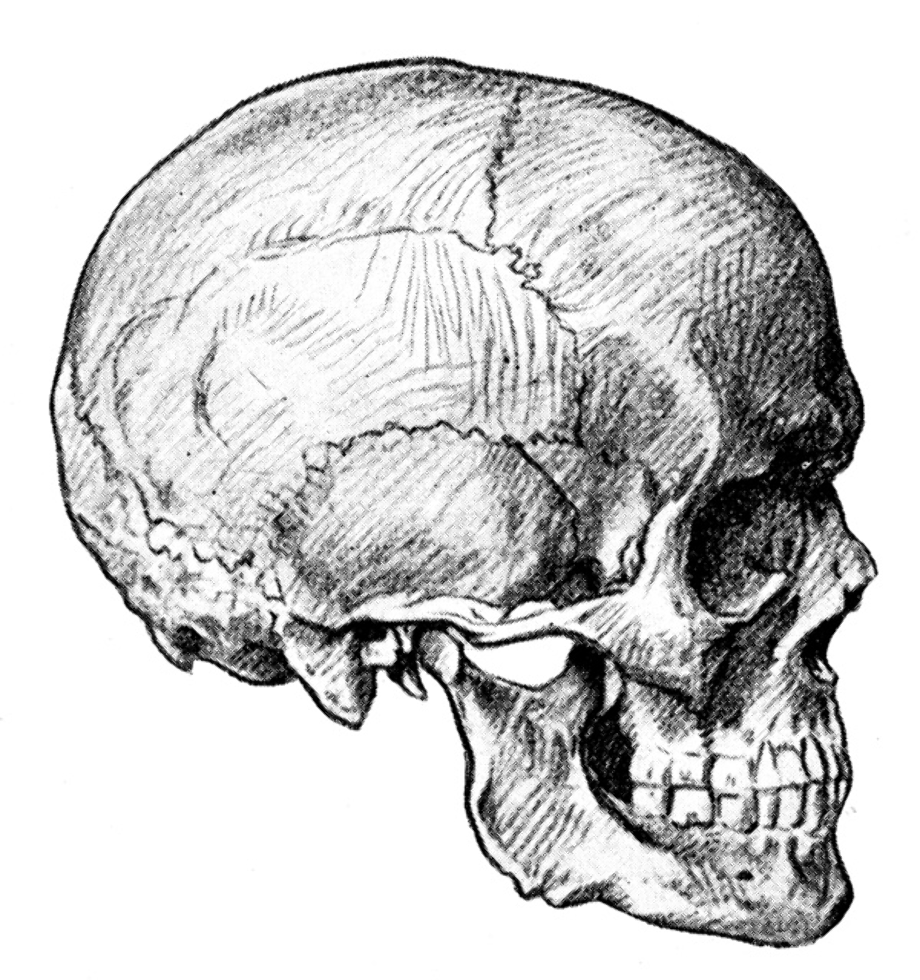 skull transparent side