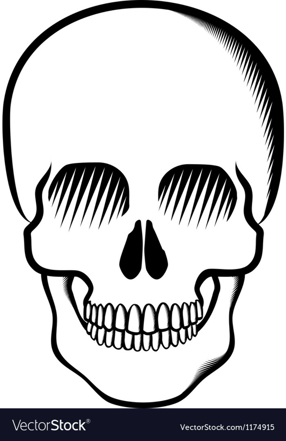 skull transparent