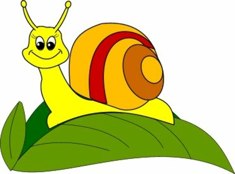 snail clipart insect