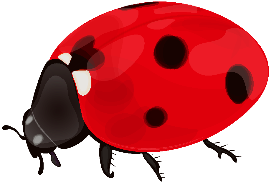 Download High Quality spring clipart ladybug Transparent PNG Images