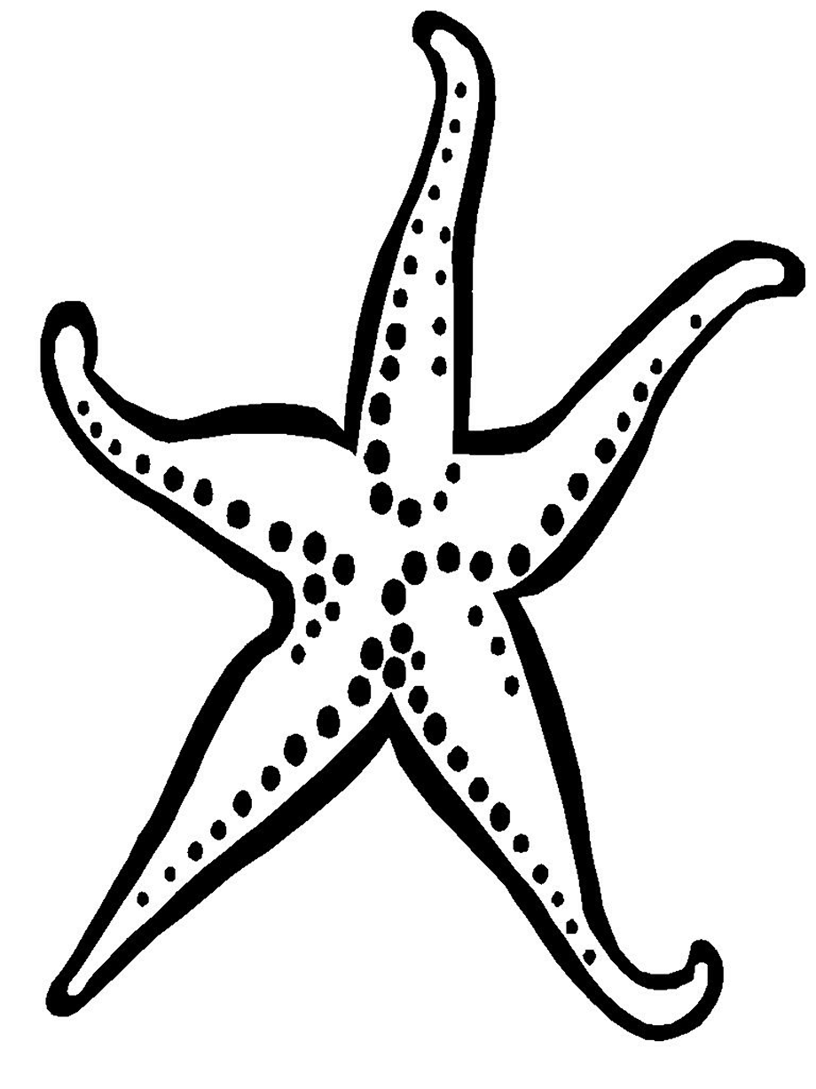 Download High Quality starfish clipart printable Transparent PNG Images