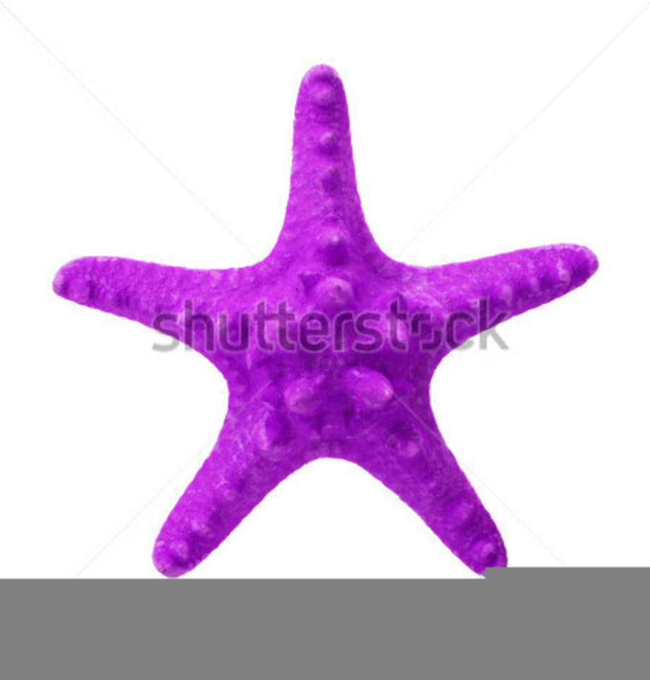 starfish clipart purple