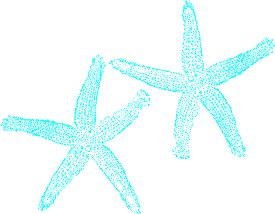 starfish clipart turquoise