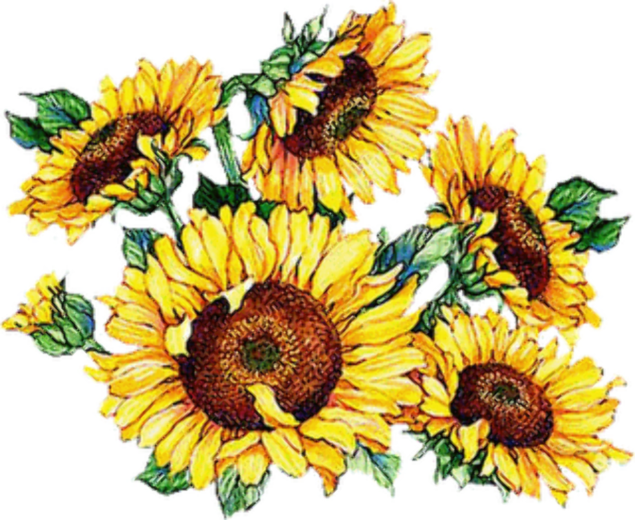 Clip Art Sunflower 20 Free Cliparts F13