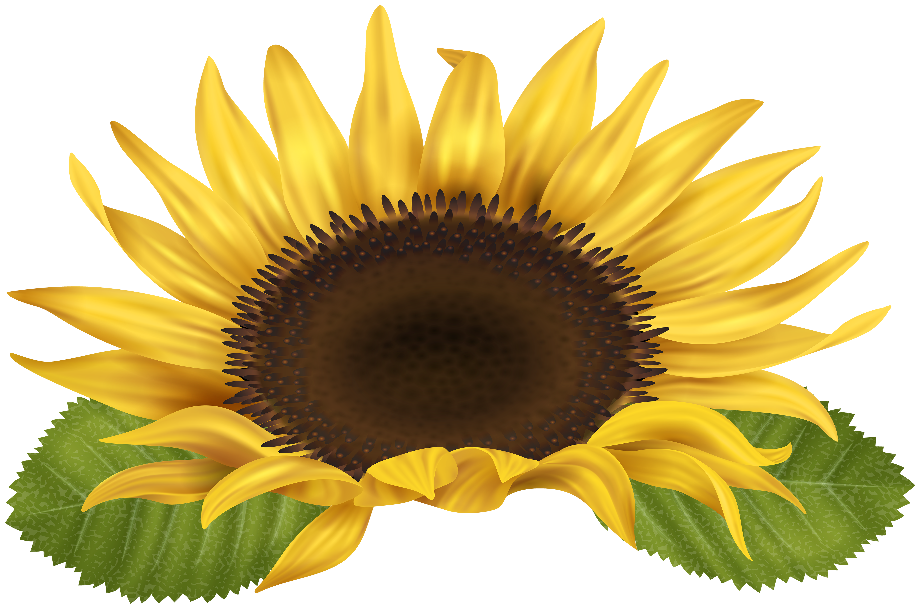 Download High Quality sunflower clip art Transparent PNG Images - Art