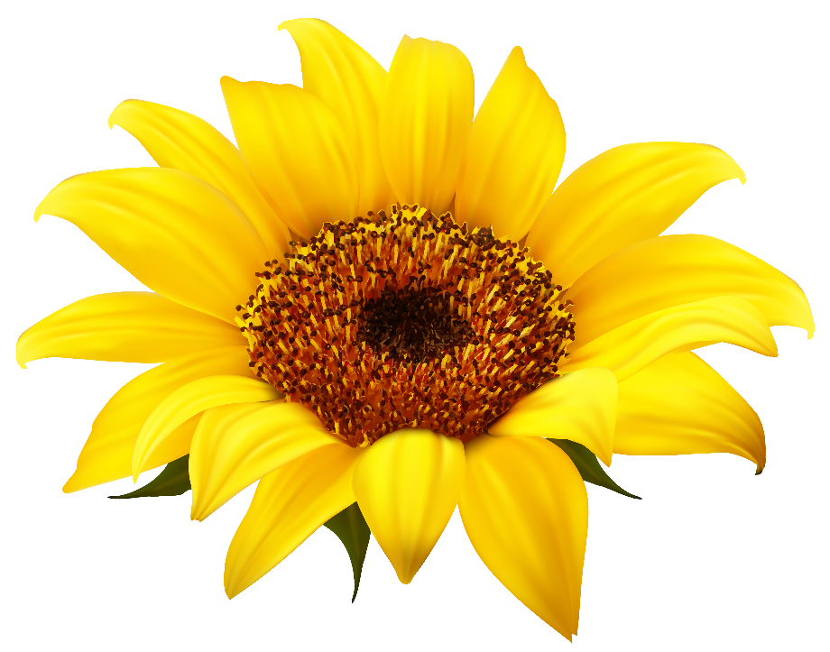 Sunflower Clip Art Black Background