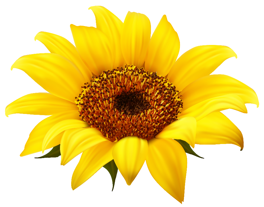 Download High Quality sunflower clip art realistic Transparent PNG