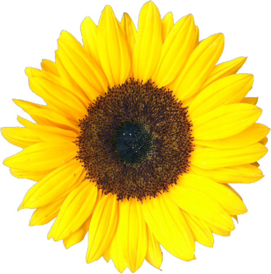 sunflowers png
