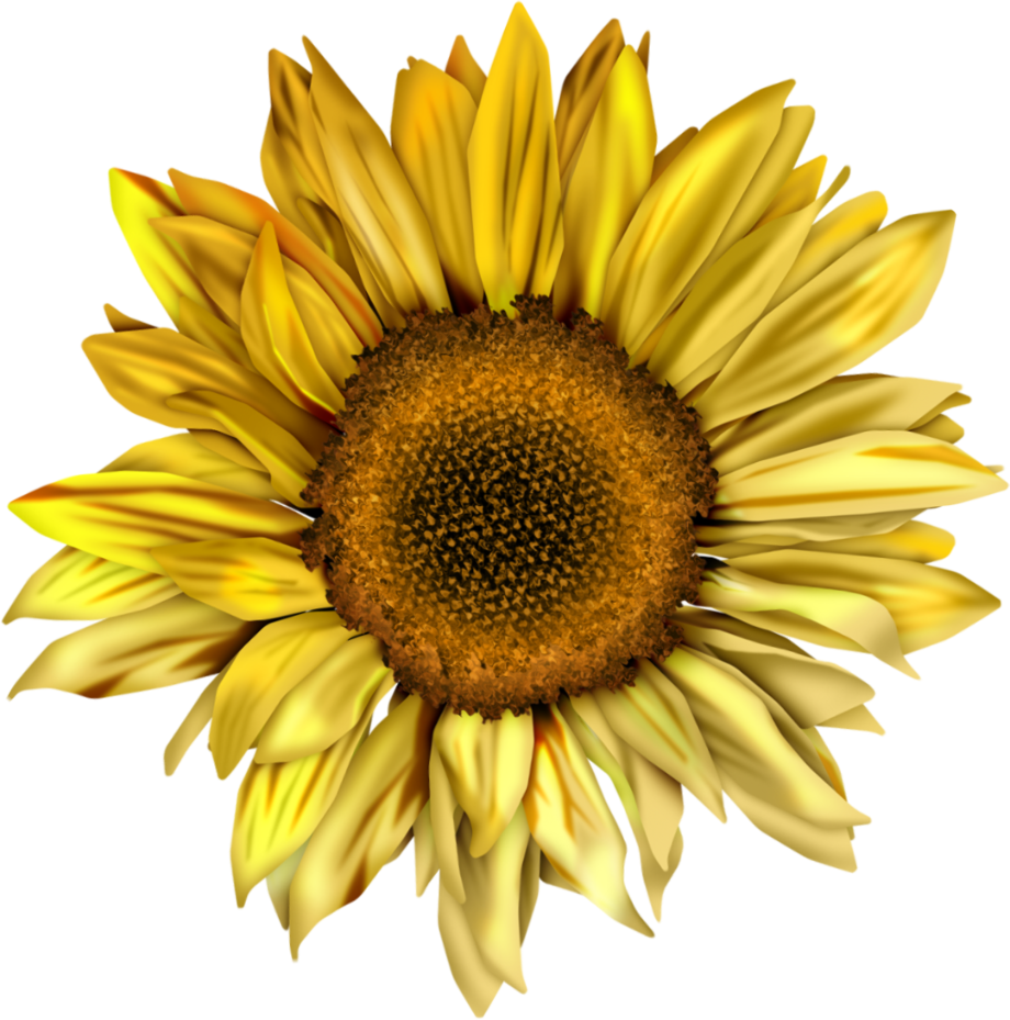Sunflower clipart aesthetic.