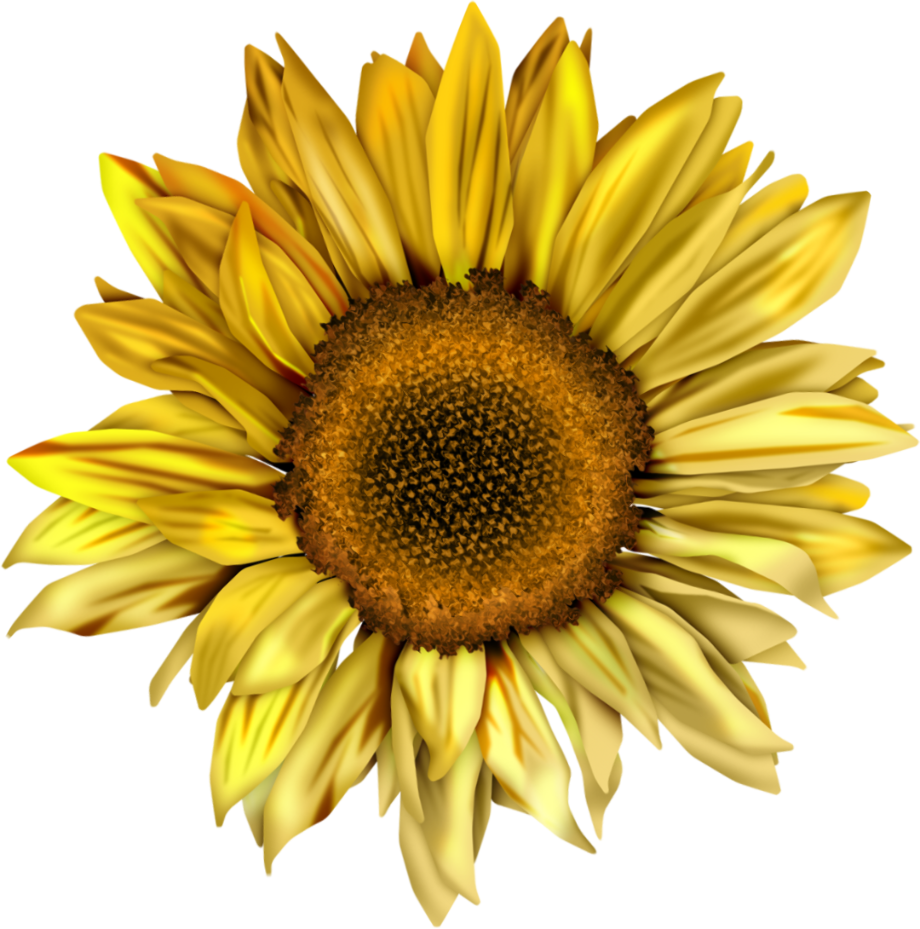 Free Free 170 Simple Sunflower Clipart Png SVG PNG EPS DXF File